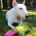 Dingo Zabawka dla psa - Szarpak Mop Bungee z piłką różowy