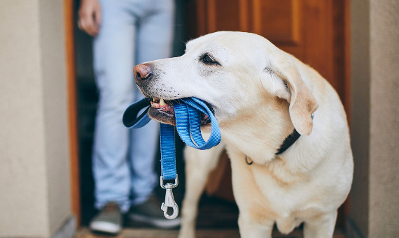 Akcesoria spacerowe, które każdy właściciel psa powinien posiadać