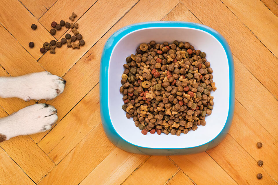 Ile razy dziennie karmić psa? Najważniejsze zasady